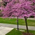 Arborele lui Iuda - Pink Pom Pom C3